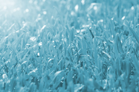 Abstract background grass and water drops out of focusの写真素材