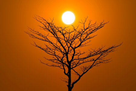 Silhouette of  tree branch no leaft against big sunset.の写真素材