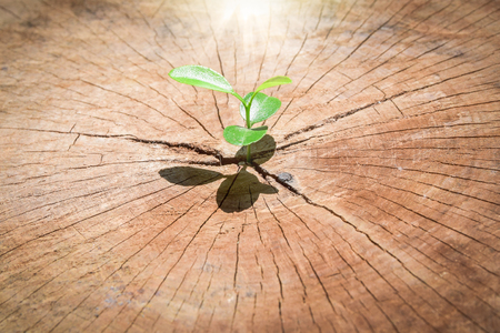 strong seedling growing in the center trunk tree as a Concept of support building a future.. (focus on new life )の写真素材