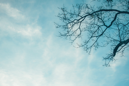 Dry trees against the blue sky retro effectの写真素材