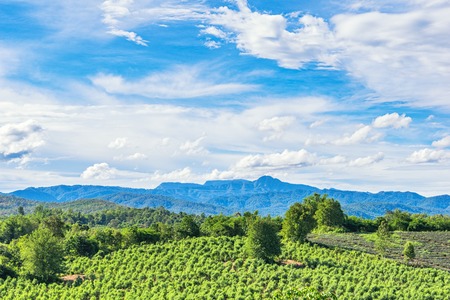 Landscape of green tree in rainy season with blue sky clouds over mountainの写真素材