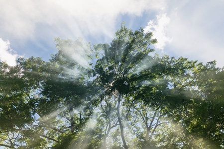 Sun rays with fog shining through tree for nature backgroundの写真素材