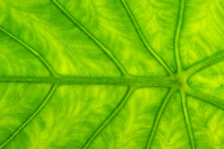 leaf texture