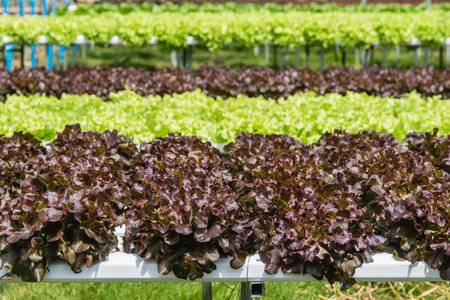Hydroponic vegetables growing in greenhouse ,Clean food Eating ,Clean food Eating background