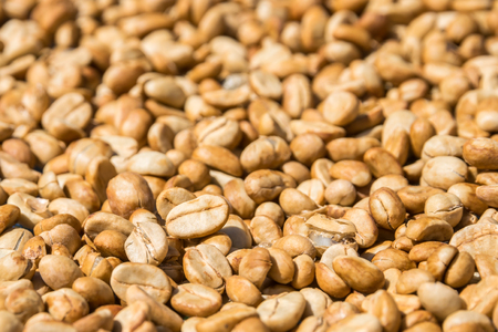 Close up of Coffee Beans Drying with the Sun,,home made coffee methodsの写真素材