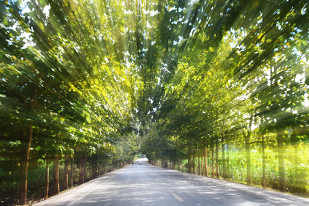 Road in motion speed on the forest road blurred background concept Tunnel effect or Visual tunnel phenomenonの写真素材