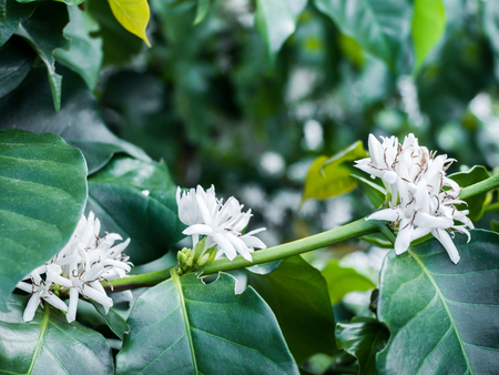 coffee flower on coffee tree white blossom color flower close upの写真素材