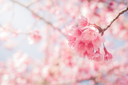 Spring Cherry blossoms full bloom with sun raysの写真素材