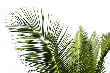 coconut palm leaf on a farmの写真素材