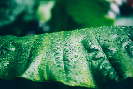 Water drops and leaves close up for nature background.