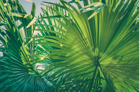 Tropical Palm Leaf Texture Background Dark Green retro color nature background designの写真素材