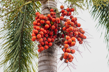 Palm fruit -ornamental decoration plant in gardens, Cyrtostachys renda Sealing wax palmの写真素材