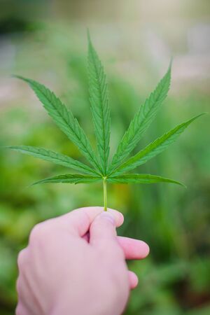 Marijuana leaf plant on hand in home garden close up,Some people Marijuana use it herbal to relieve symptoms or treat various diseases. but some people marijuana is an addictive drugの写真素材