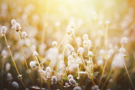 Grass flower, Close up soft focus a little wild flowers grass in sunrise and sunset background warm vintage tone photoの写真素材