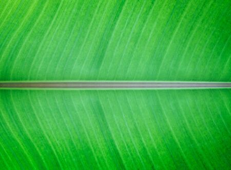 Closeup Of Green Banana Leaf Texture Abstract Backgroundの写真素材