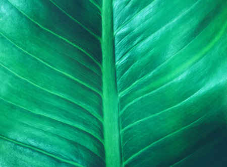 tropical leaf dark green foliage texture the nature background