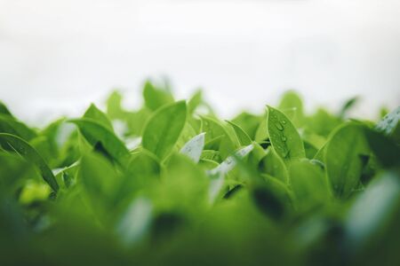 green leaves plantation with rain drops morning refresh background close upの写真素材