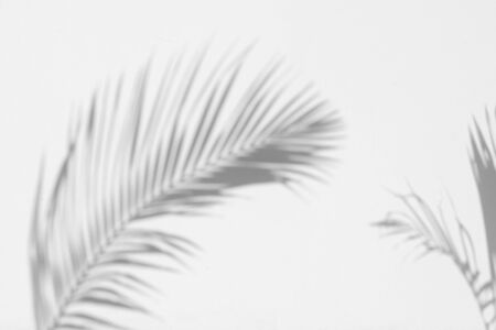 Shadow Palm Leaves On White Concrete Wall architecture design backgroundの写真素材