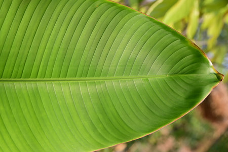 Closeup Of Green Banana Leaf Texture Abstract Nature Background