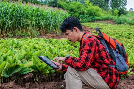 Agronomist using technology app a tablet checking grow analysis by tablet in farm agriculture fieldの写真素材