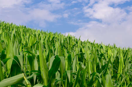 Corn in the corn field,Green corn field on blue sky day backgroundの写真素材
