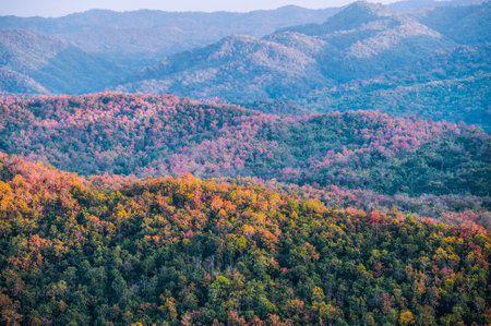 colorful deciduous forest in autumn with multicolored yellow, orange and green foliage on the trees in a scenic full frame view of the changing seasons.の写真素材