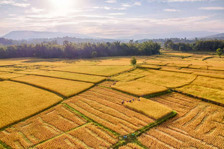 Golden rice fields look from aerial view, combine harvesting ripe rice fields,HDR top viewの写真素材
