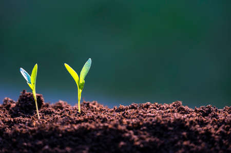 agriculture planting seeding growing in garden green backgroundの写真素材