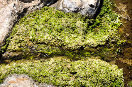 Polluted water on the beachの写真素材