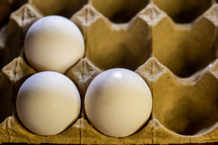 Eggs in a cardboard box. Shallow depth of field.の写真素材