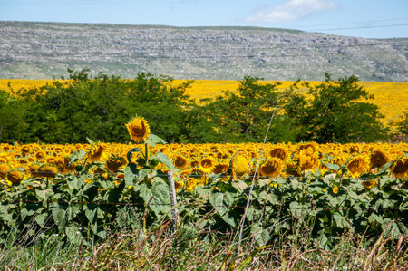 Plantation of sunflowers, helianthus annuus, in a field in Argentinaの写真素材