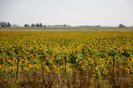 Sunflower field in the countryside of Lopburi province, Thailand.の写真素材