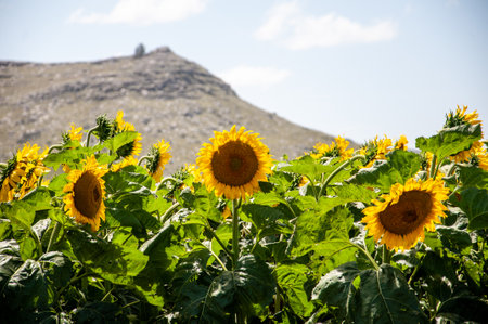 Sunflowers in the field with the mountains in the background.の写真素材