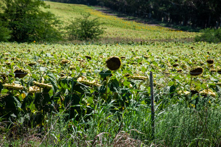 Sunflower field in the summer. Sunflowers are blooming.の写真素材