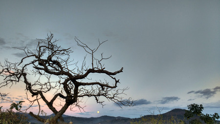 Dry tree and moon at sunset with clear skyの写真素材