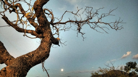 Dry tree and moon at sunset with clear skyの写真素材