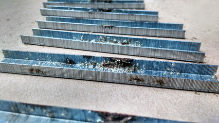 Nest of ants with eggs on the desk clampの写真素材