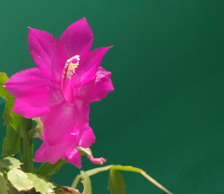 Pink silk flower with green leaves in backyardの写真素材