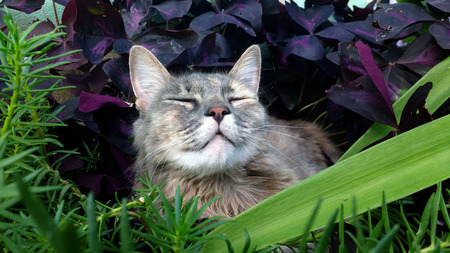 Cat with eyes closed in the flowerbed garden gardenの写真素材