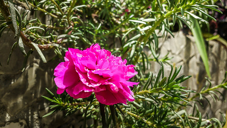 Flower of the eleven o'clock in the garden of a residence in day of sunの写真素材