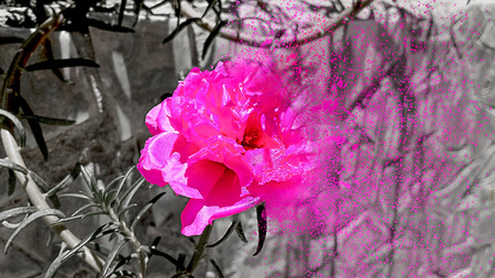 Flower of the eleven o'clock in the garden of a residence in day of sunの写真素材