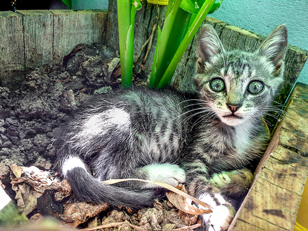 Gray kitten in a wooden vase in the backyard of a houseの写真素材