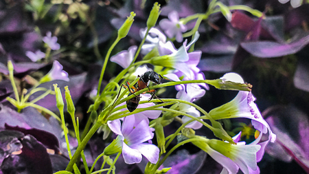 Ant over clover flower in a flowery gardenの写真素材
