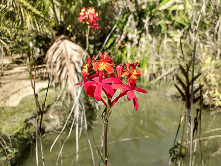 Red orchid at the lakeside on a farmの写真素材