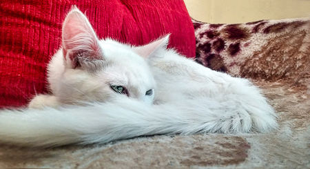 White cat sleeping on the sofa during the dayの写真素材