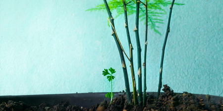 Asparagus fern and parsley in the potの写真素材