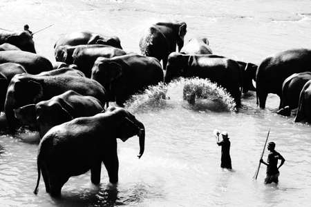 elephants taking bathのeditorial素材