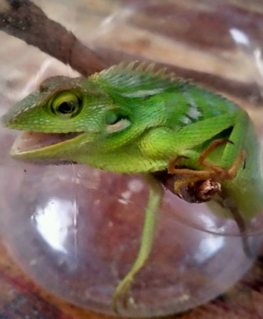 Green reptile