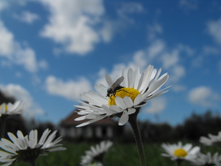 Bug on daisyの写真素材