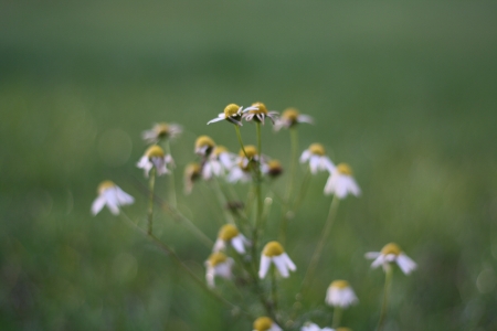 Flowers with blurred backgroundの写真素材